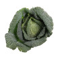 BIO CHOU VERT 8PCS